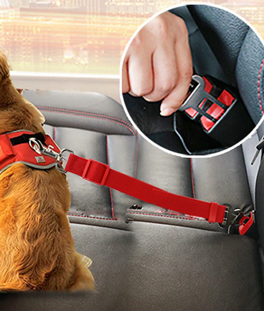 Ceinture de Sécurité